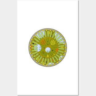 Diatom - Cyclotella meneghiniana (artwork) Posters and Art